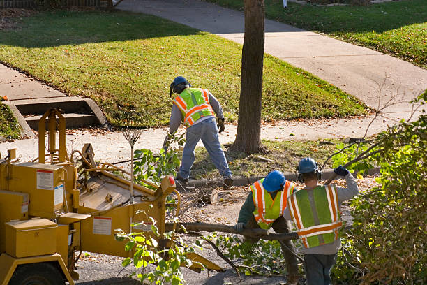 Best Tree Removal Near Me  in Sisco Heights, WA